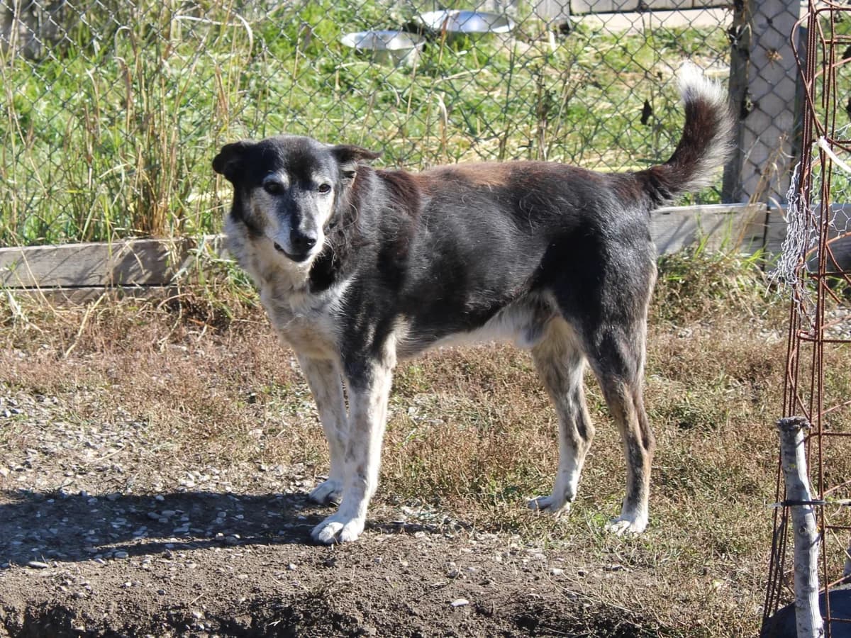 Wodan, male Mixed Breed for adoption at Freundeskreis Brunopet e.V.