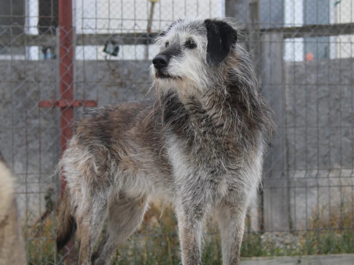 Yaddas, male Mixed Breed for adoption at Freundeskreis Brunopet e.V.