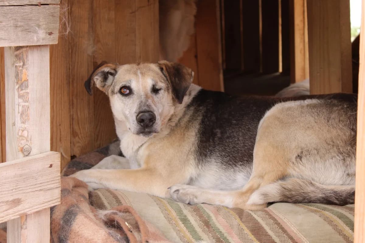 Yaya, female Mixed Breed for adoption at Freundeskreis Brunopet e.V.
