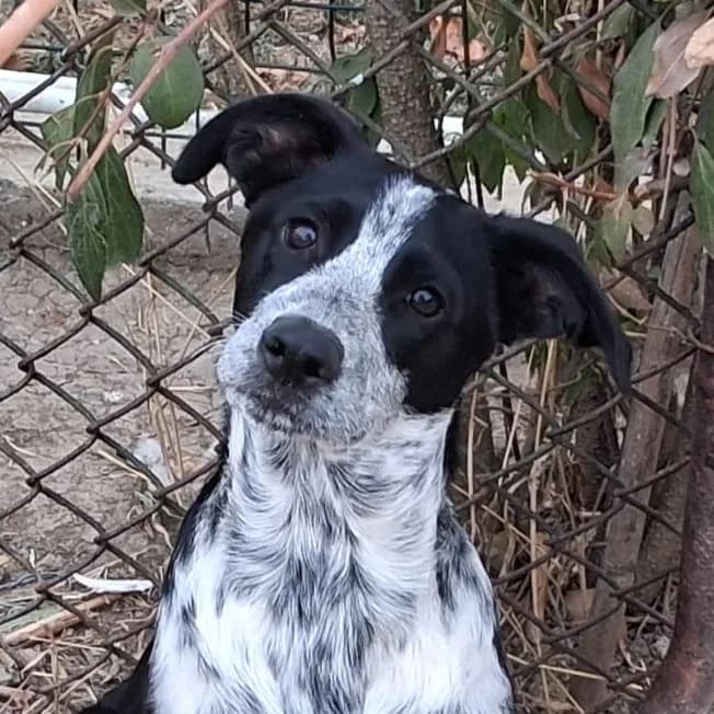 Yzma, female Mixed Breed for adoption at Freundeskreis Brunopet e.V.