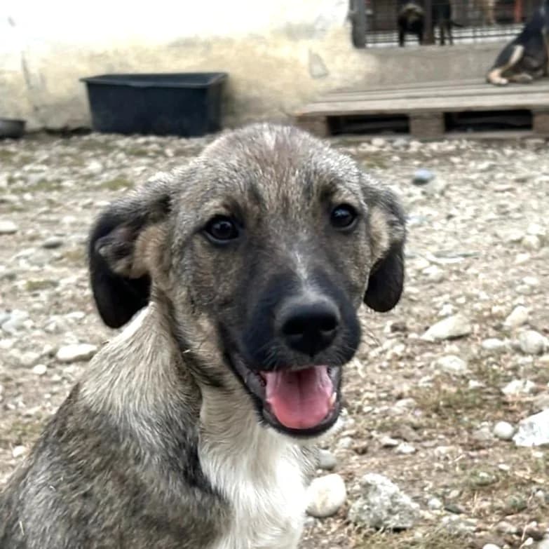 Zaki, male Mixed Breed for adoption at Freundeskreis Brunopet e.V.