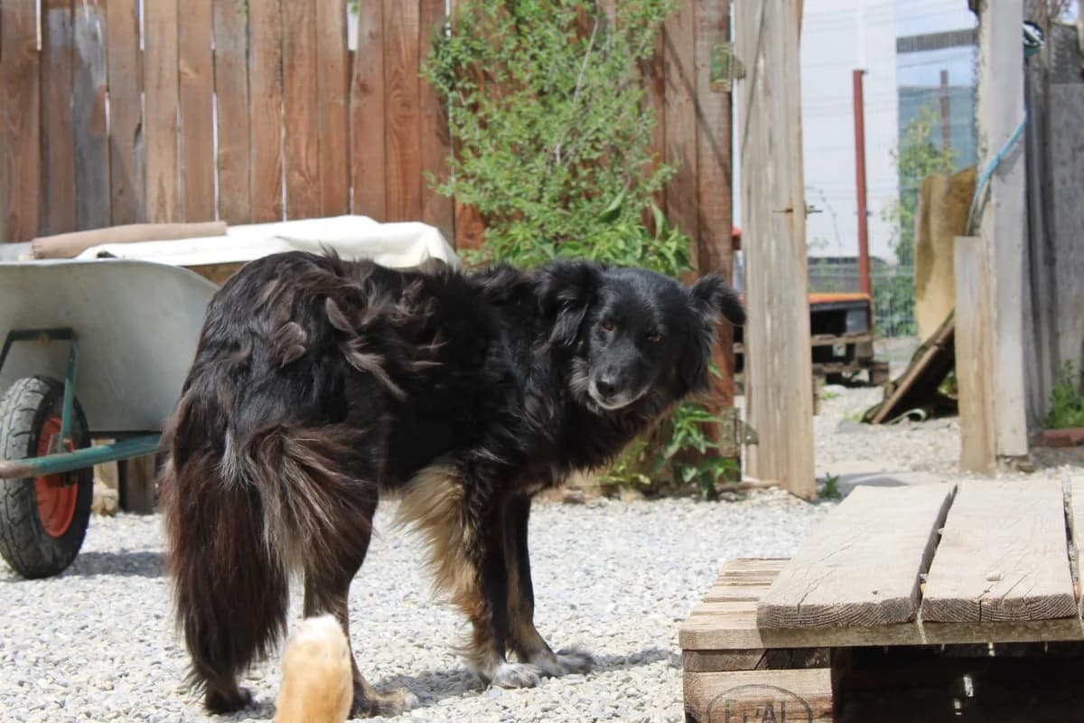 Zea, female Mixed Breed for adoption at Freundeskreis Brunopet e.V.
