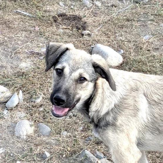 Zefiro, male Mixed Breed for adoption at Freundeskreis Brunopet e.V.