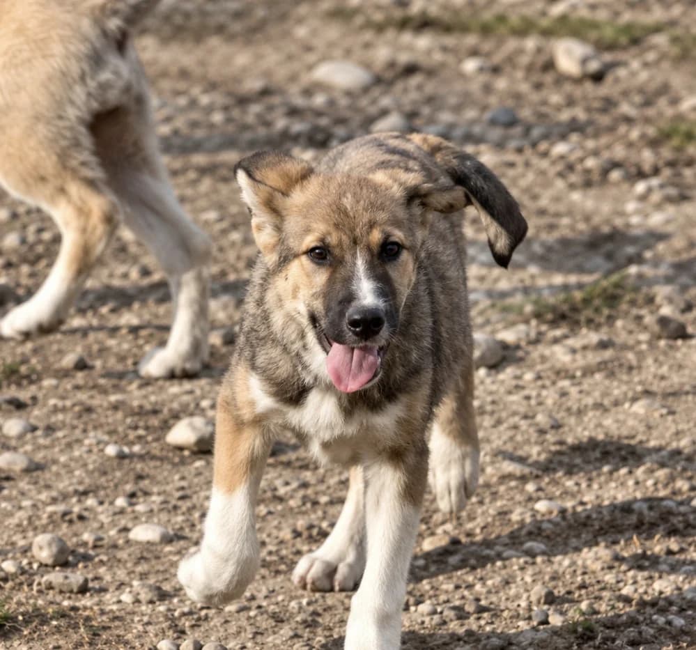 Zidan, male Mixed Breed for adoption at Freundeskreis Brunopet e.V.
