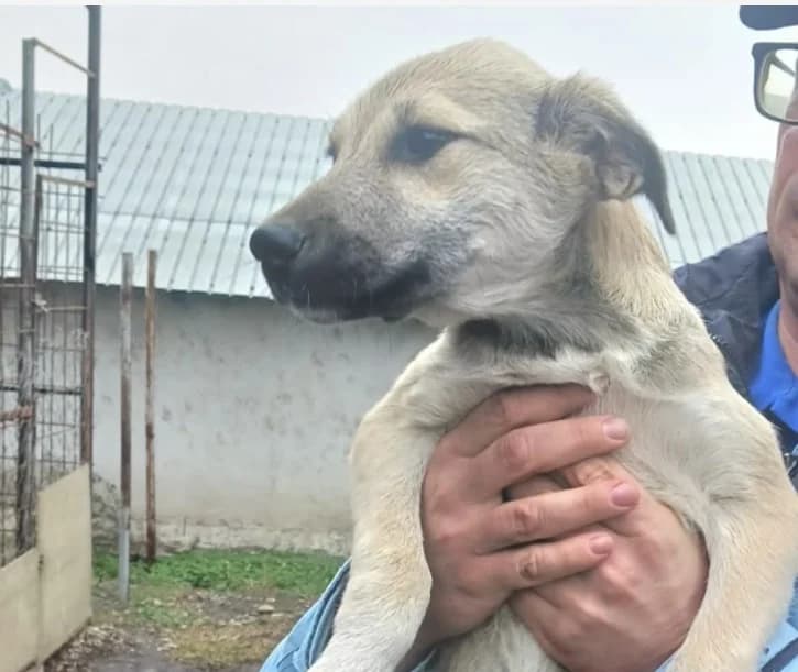 Zita, female Mixed Breed for adoption at Freundeskreis Brunopet e.V.