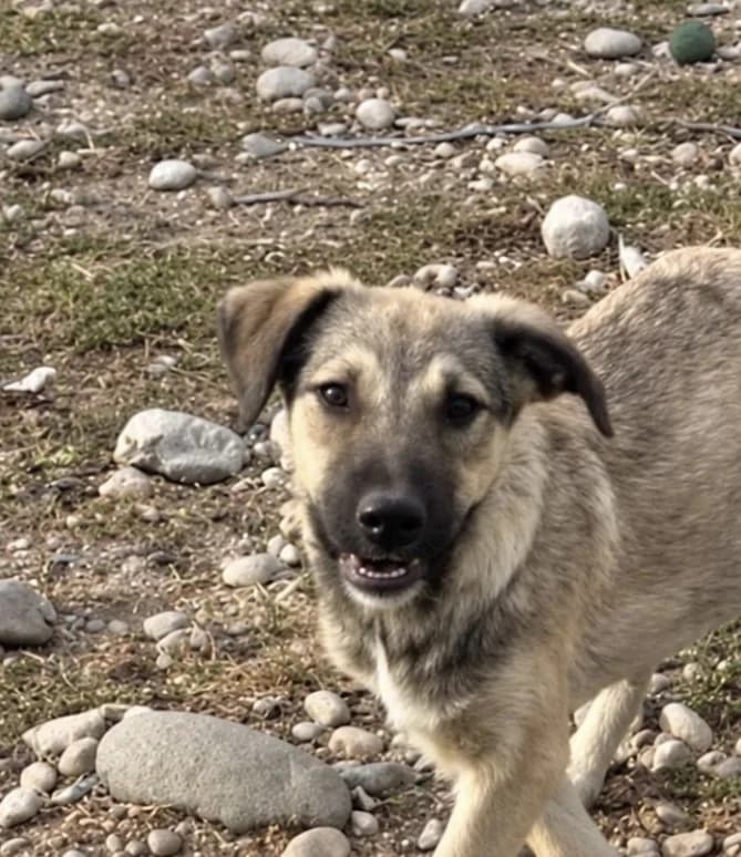 Zita, female Mixed Breed for adoption at Freundeskreis Brunopet e.V.