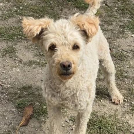 Zsemli, female Mixed Breed for adoption at Freundeskreis Brunopet e.V.