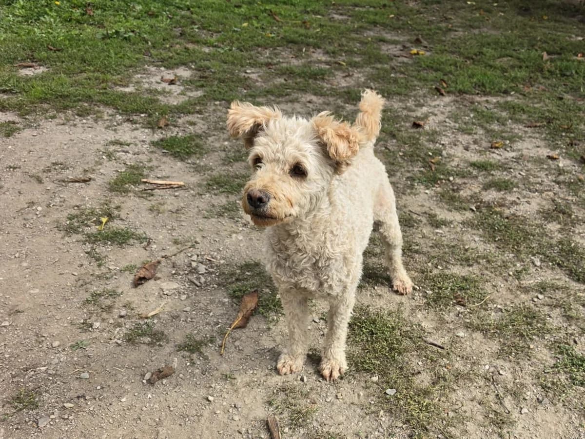 Zsemli, female Mixed Breed for adoption at Freundeskreis Brunopet e.V.