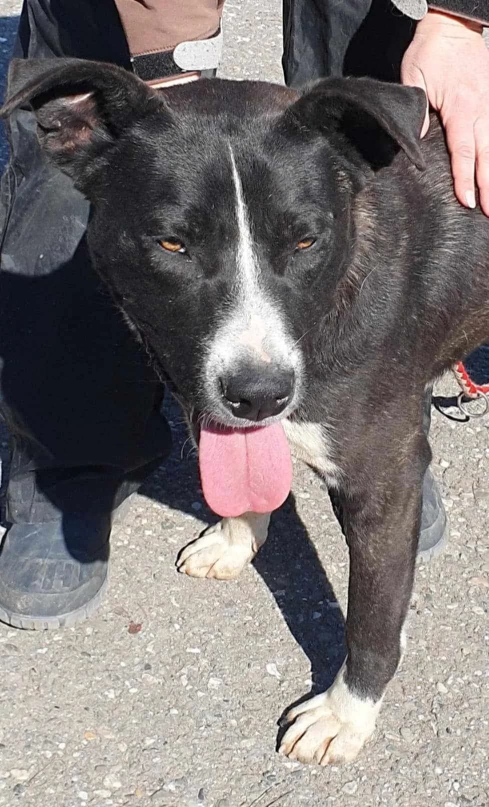 Angus, male 5yo Mixed Breed for adoption at Freundeskreis Notfellchen e.V., Dorsten