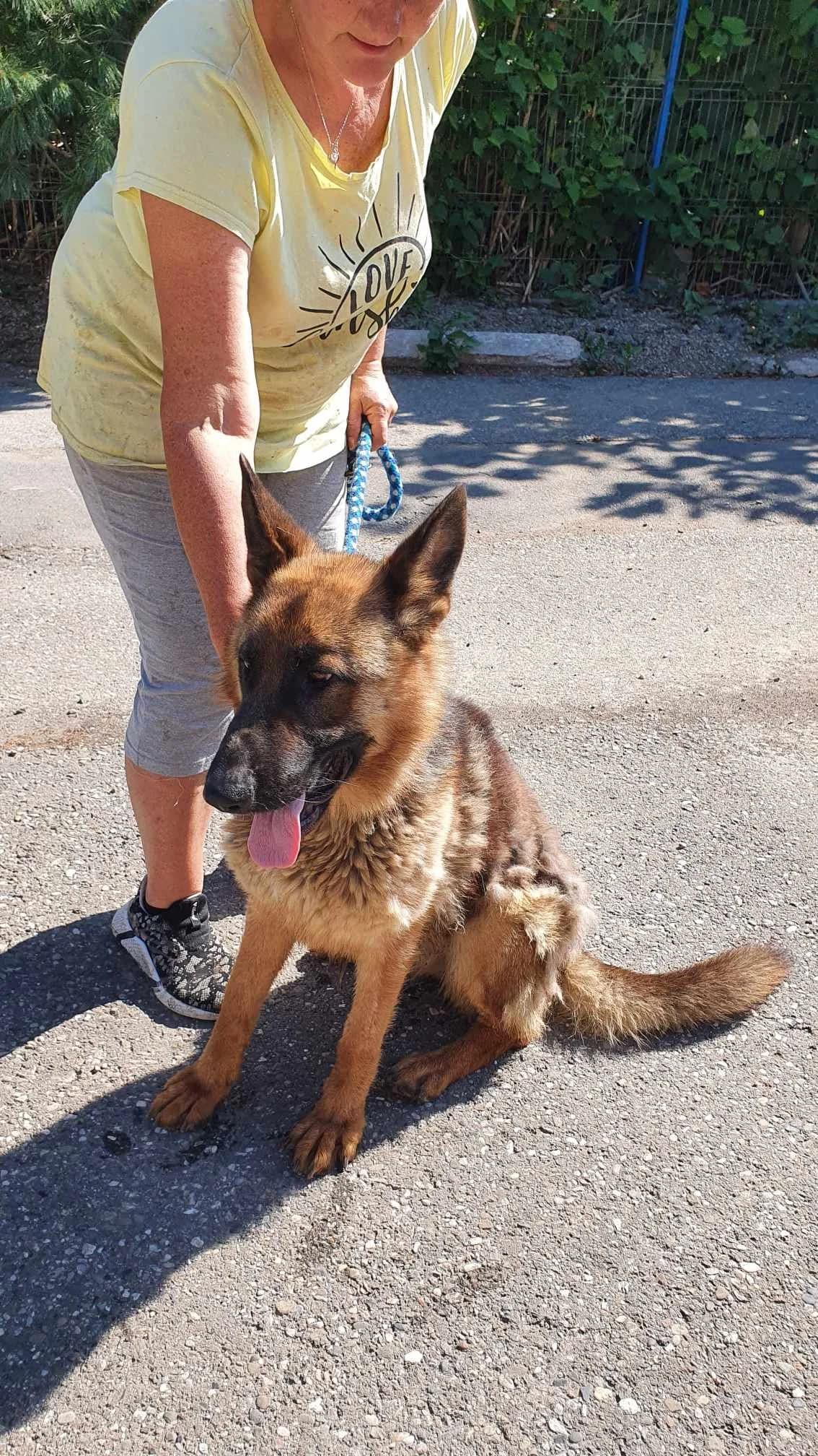 Anka, female Mixed Breed for adoption at Freundeskreis Notfellchen e.V.