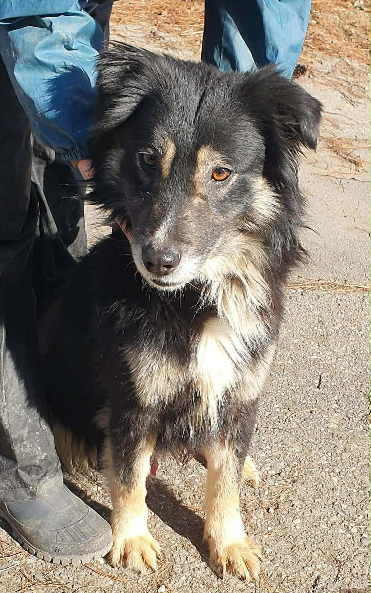 Aron, male young Mixed Breed for adoption at Freundeskreis Notfellchen e.V., Dorsten