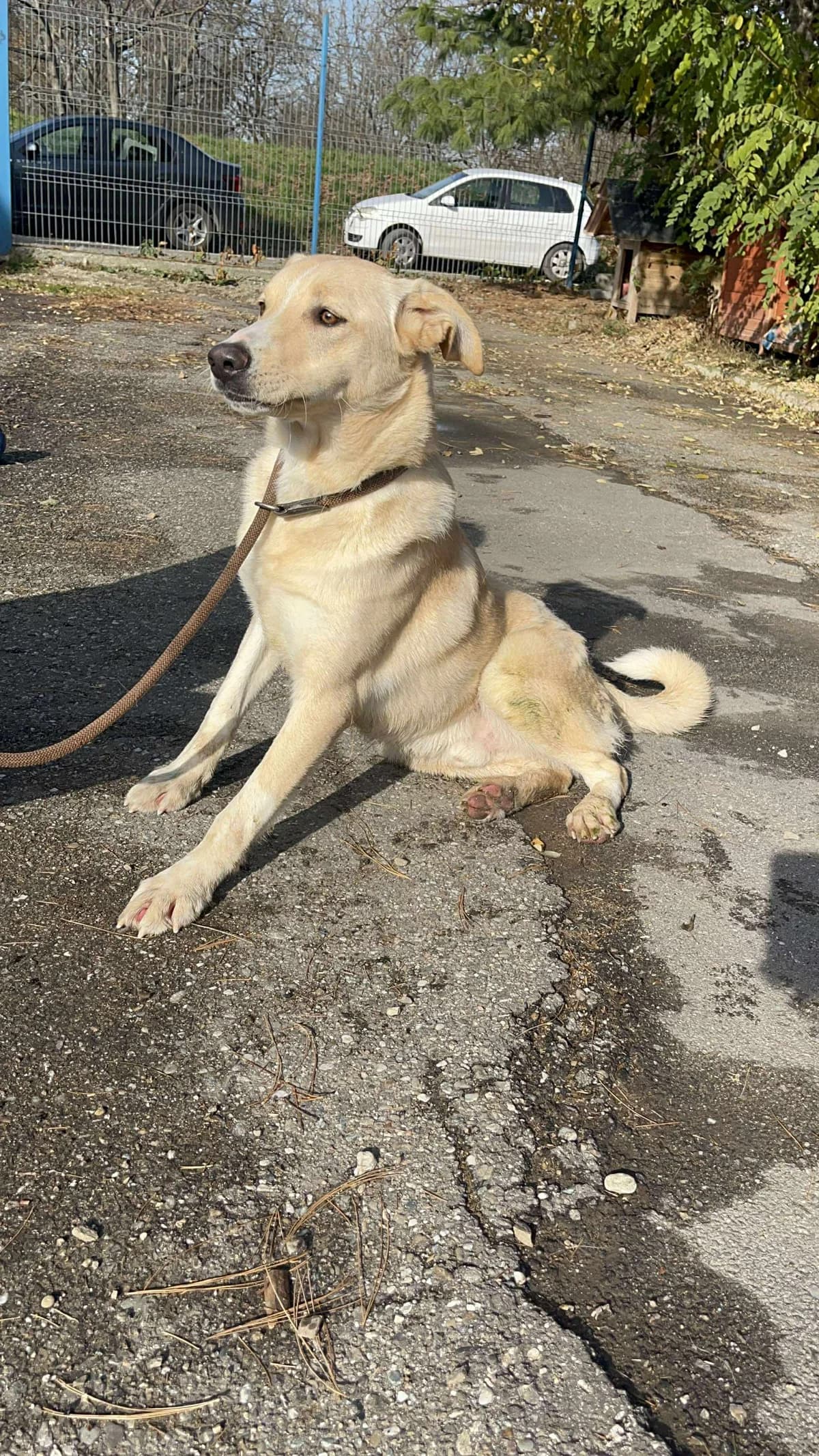 Bailey, male young Mixed Breed for adoption at Freundeskreis Notfellchen e.V., Dorsten