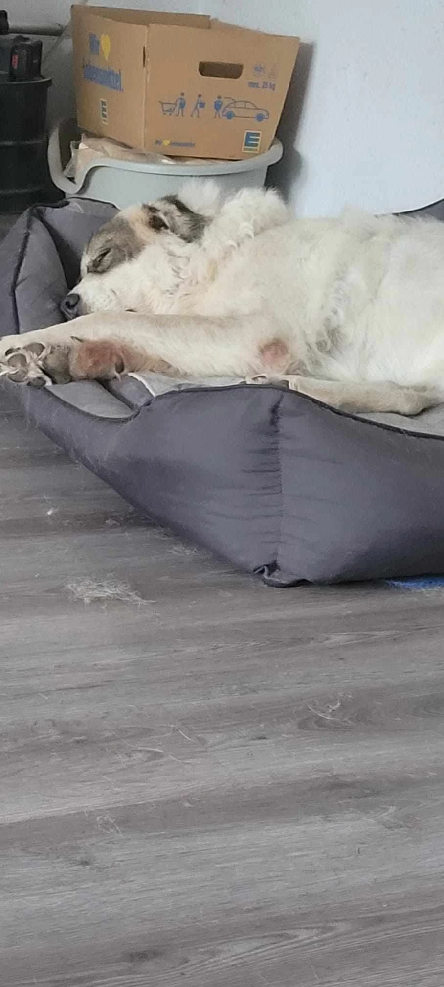 Balu, male senior Mixed Breed for adoption at Freundeskreis Notfellchen e.V., Dorsten