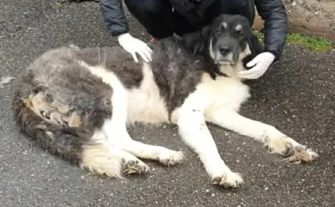 Bella, female senior Mixed Breed for adoption at Freundeskreis Notfellchen e.V., Dorsten