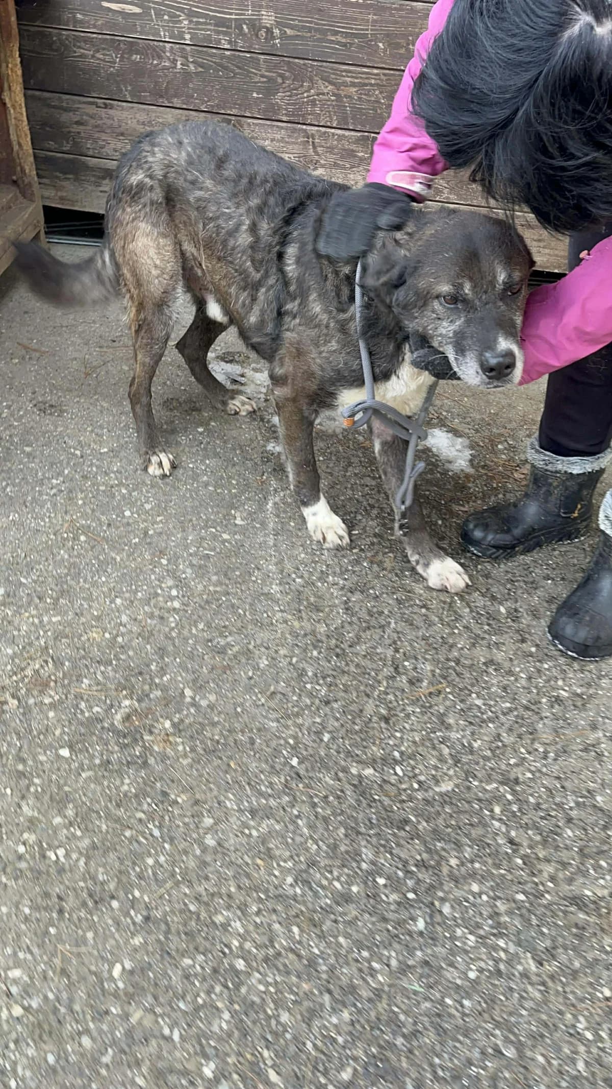 Ben, male 7yo Mixed Breed for adoption at Freundeskreis Notfellchen e.V., Dorsten