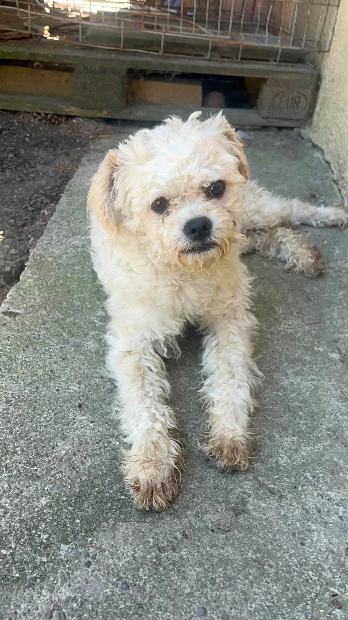 Benji, male young Mixed Breed for adoption at Freundeskreis Notfellchen e.V., Dorsten