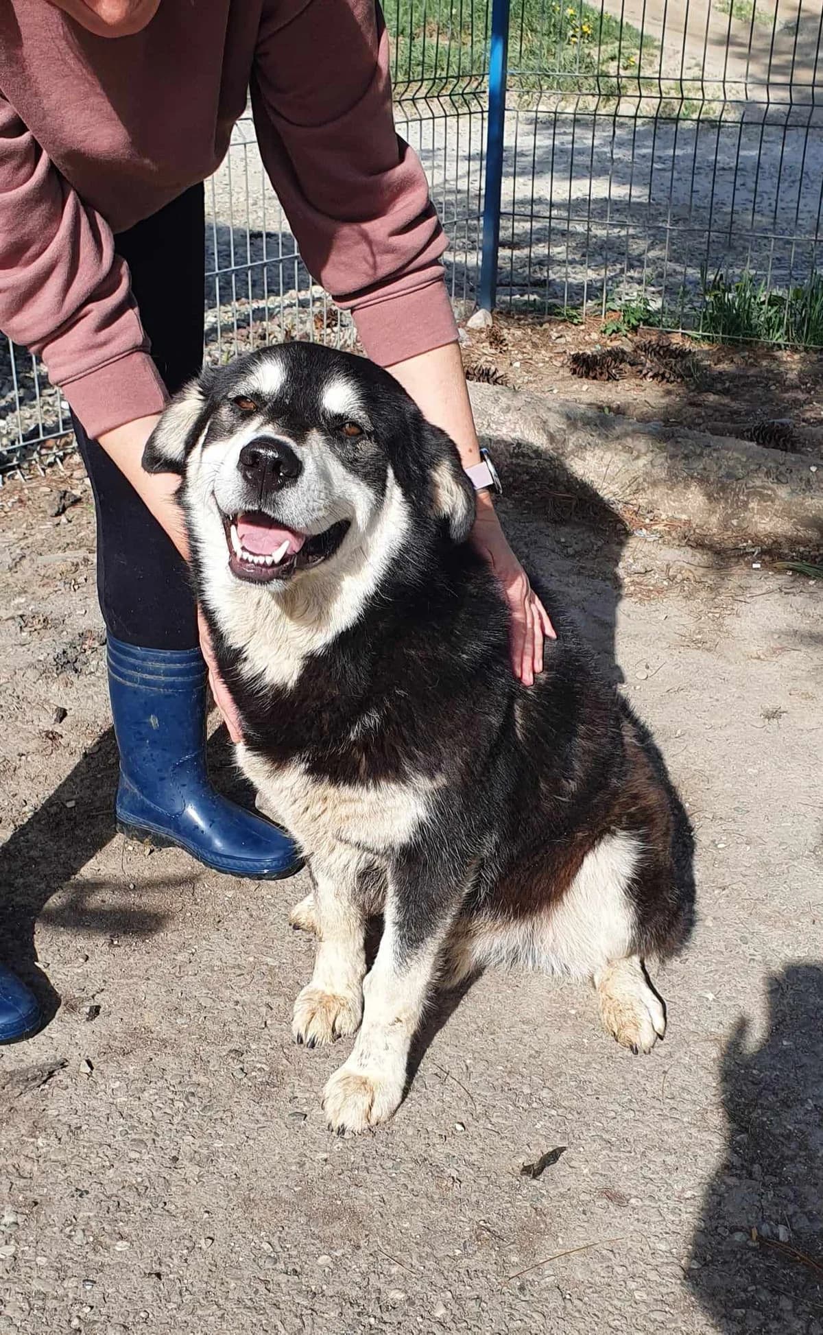 Berni, male Mixed Breed for adoption at Freundeskreis Notfellchen e.V.