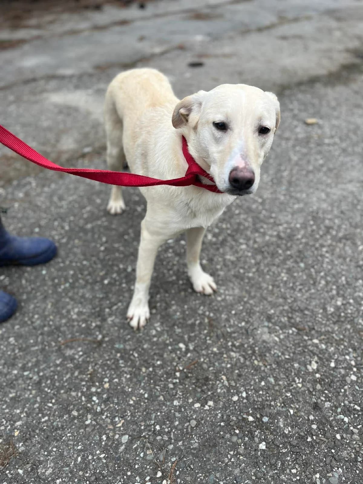 Betty, female young Mixed Breed for adoption at Freundeskreis Notfellchen e.V., Dorsten