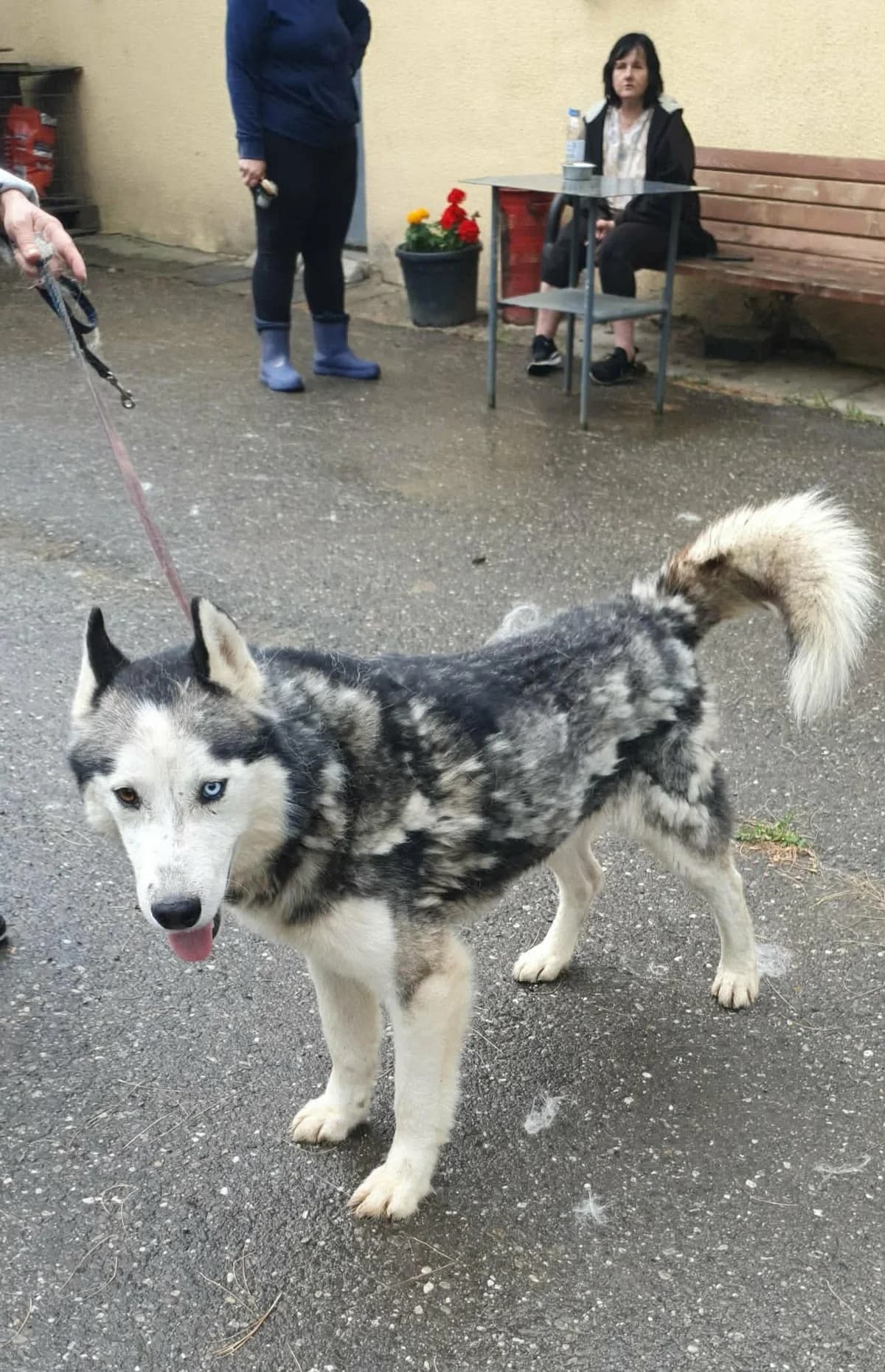 Blue, male puppy Mixed Breed for adoption at Freundeskreis Notfellchen e.V., Dorsten