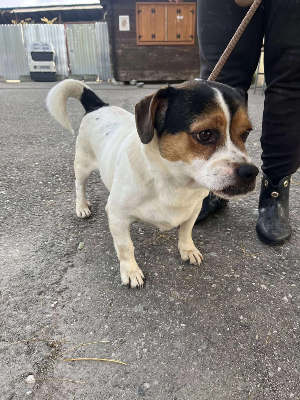 Bobo, male 4yo Mixed Breed for adoption at Freundeskreis Notfellchen e.V., Dorsten