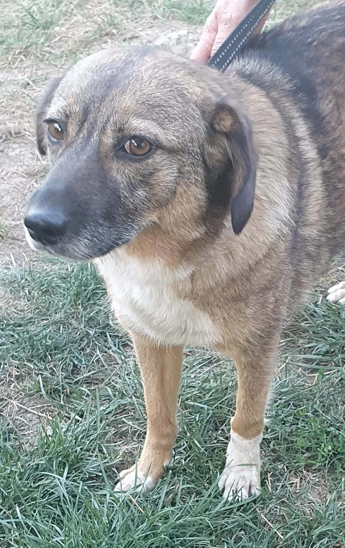 Bogi, female 4yo Mixed Breed for adoption at Freundeskreis Notfellchen e.V., Dorsten