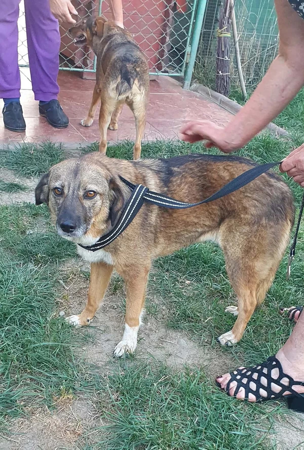 Bogi, female 4yo Mixed Breed for adoption at Freundeskreis Notfellchen e.V., Dorsten
