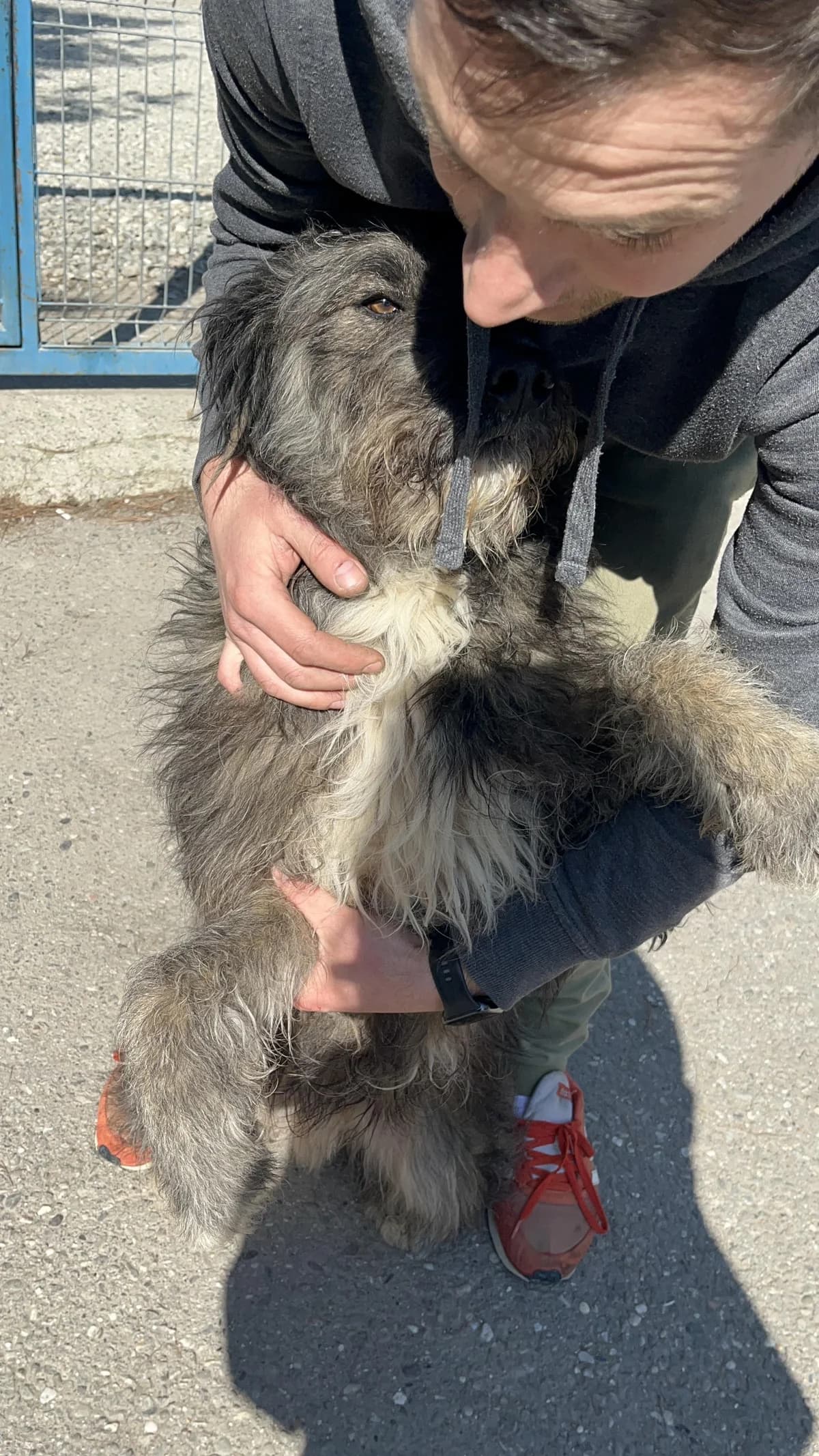 Buddy, male 5yo Mixed Breed for adoption at Freundeskreis Notfellchen e.V., Dorsten
