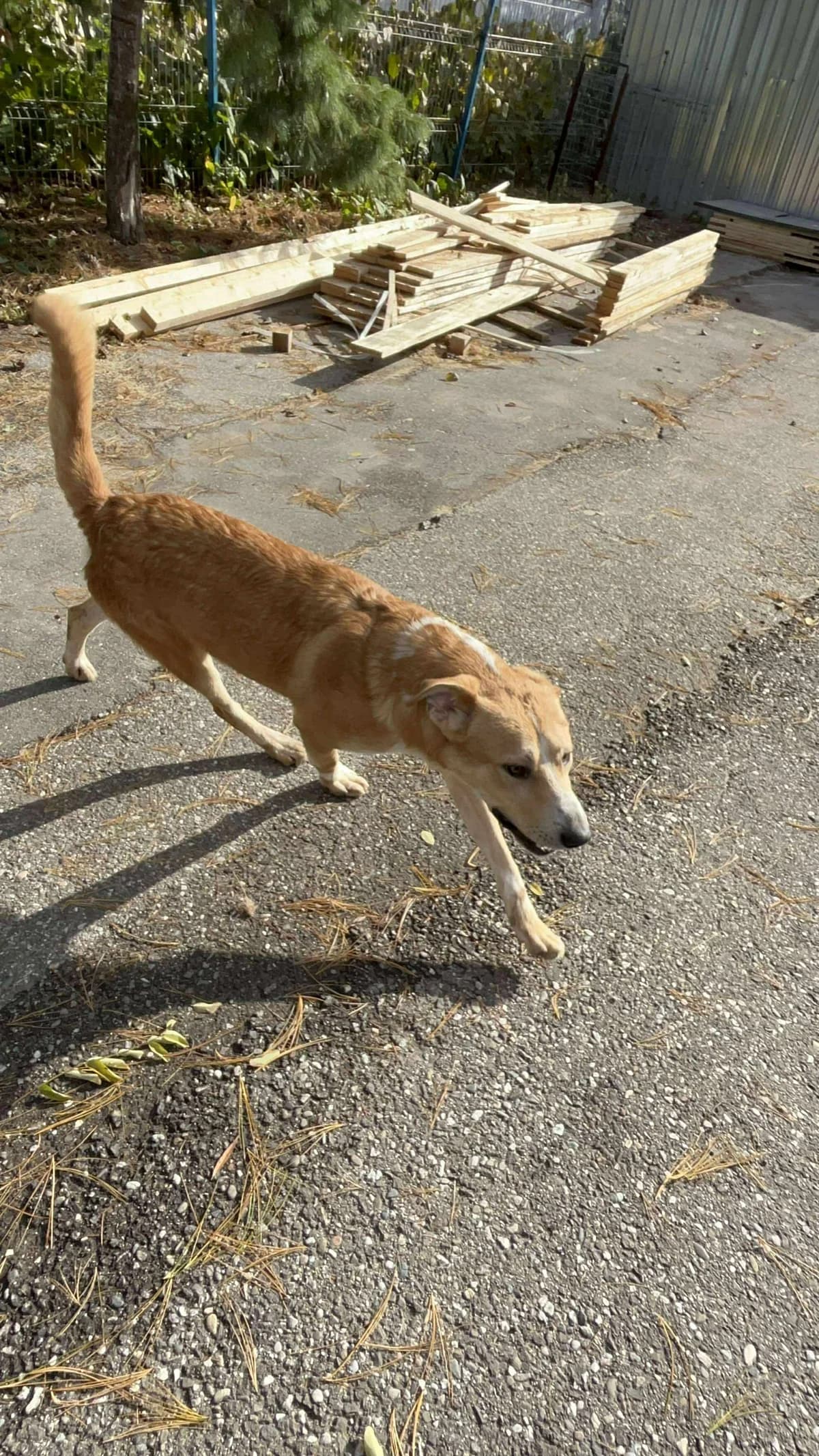 Chase, male 3yo Mixed Breed for adoption at Freundeskreis Notfellchen e.V., Dorsten