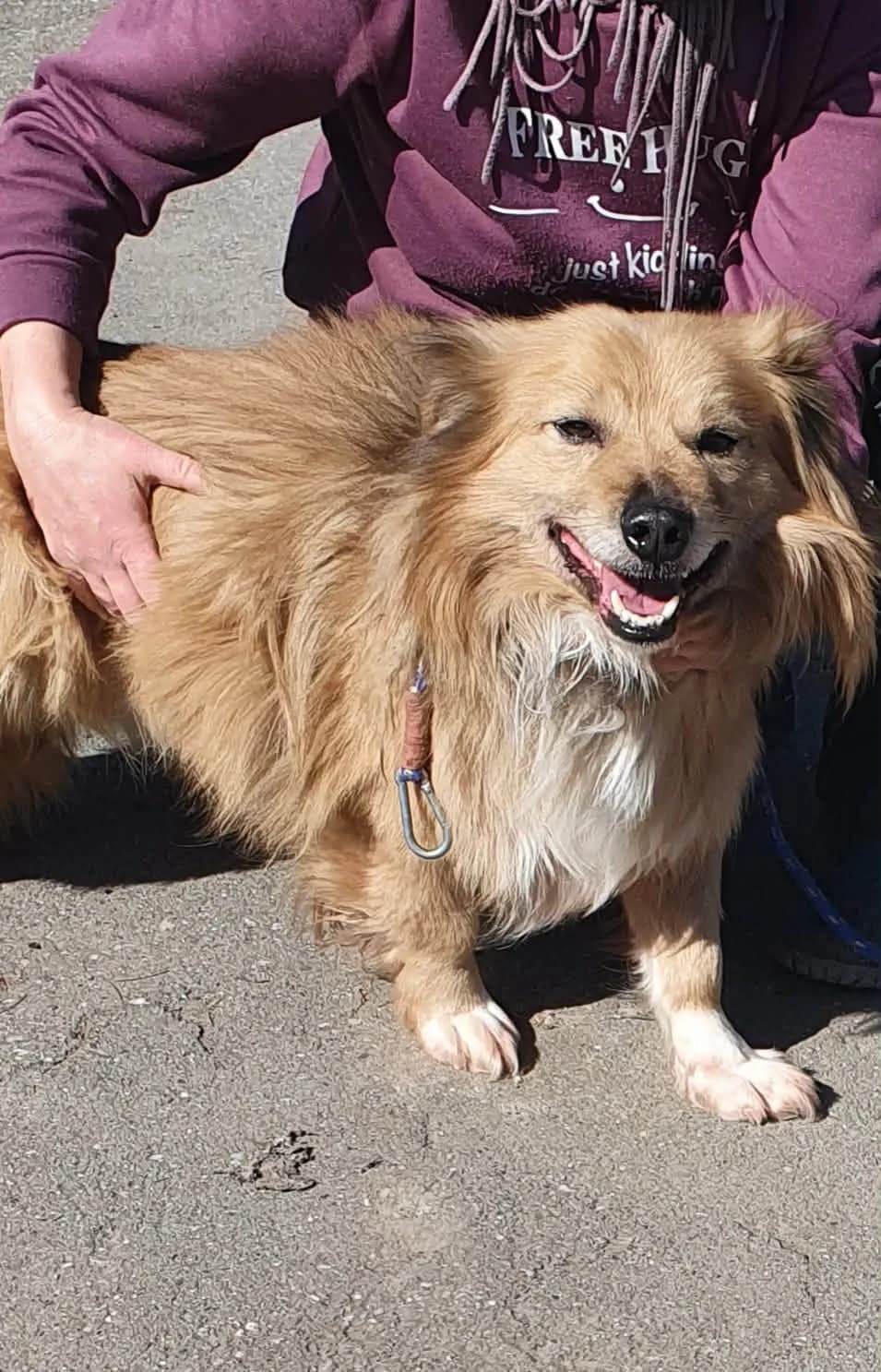 Chester, male 6yo Mixed Breed for adoption at Freundeskreis Notfellchen e.V., Dorsten