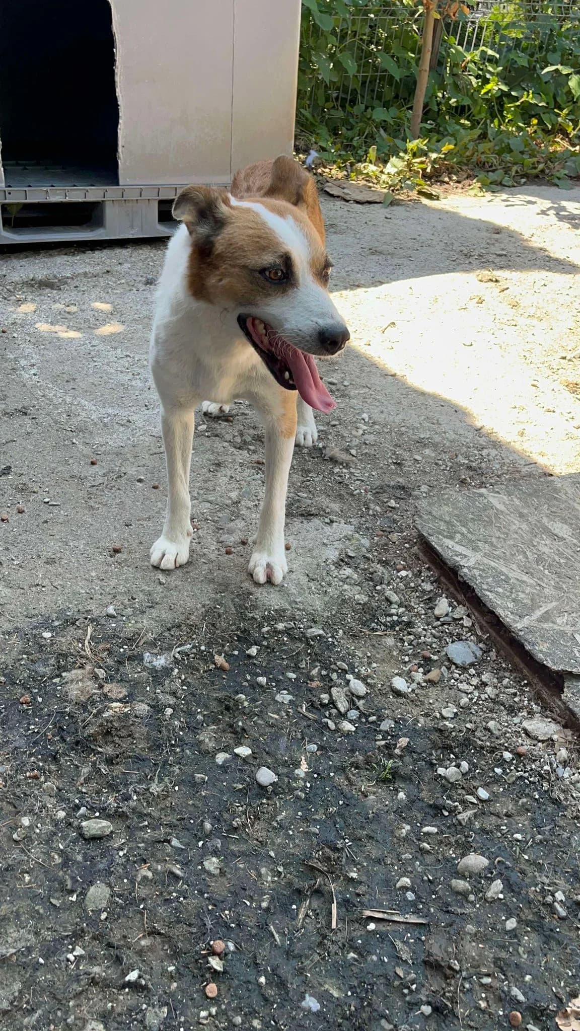 Copi, male Mixed Breed for adoption at Freundeskreis Notfellchen e.V.