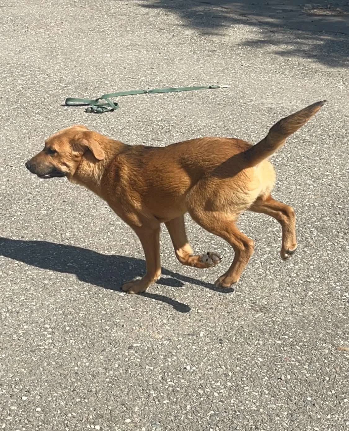 Debbie, female young Mixed Breed for adoption at Freundeskreis Notfellchen e.V., Dorsten