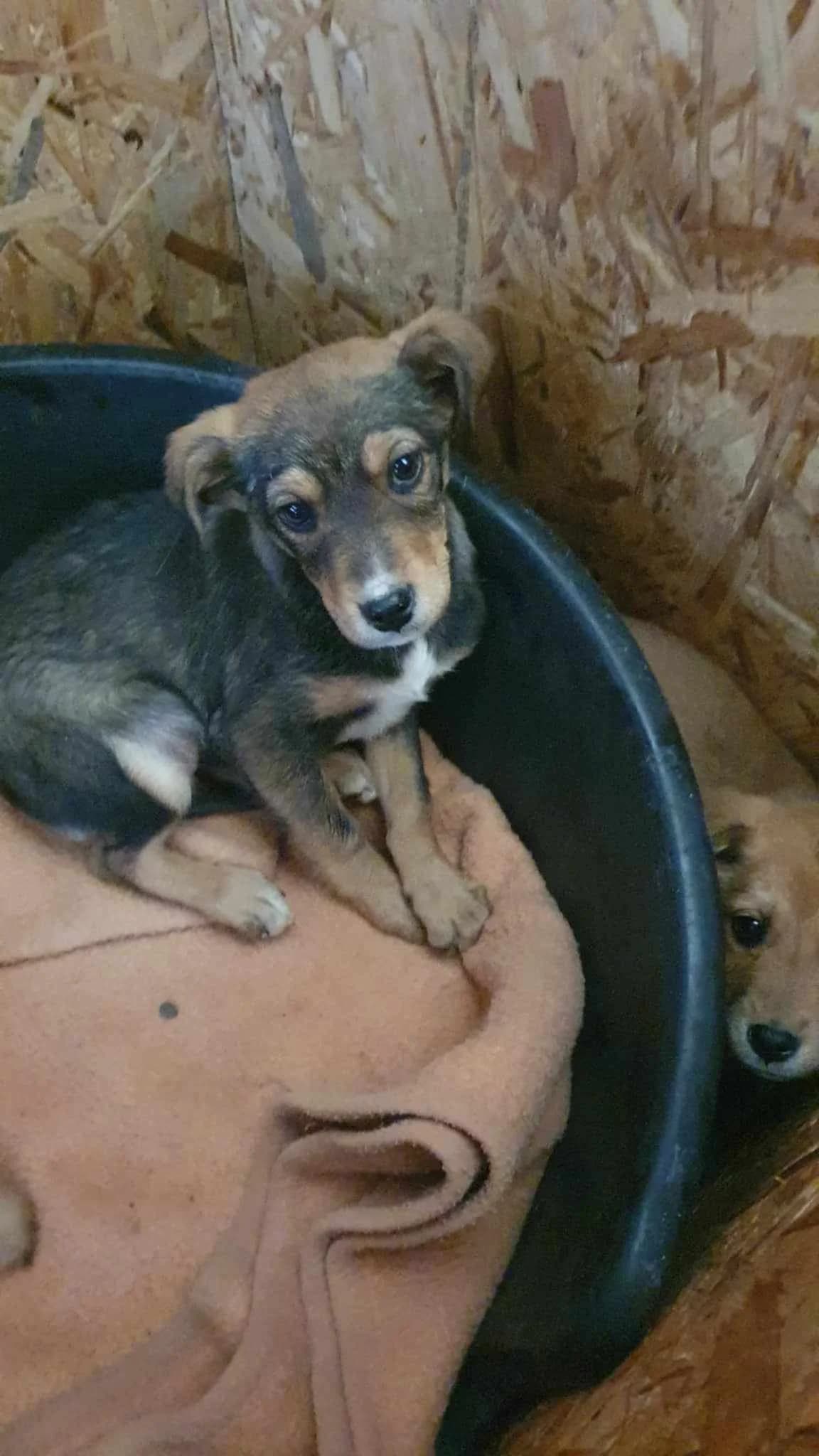 Diana, female young Mixed Breed for adoption at Freundeskreis Notfellchen e.V., Dorsten