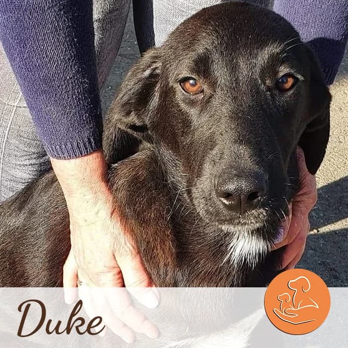 Duke sucht ein Zuhause, 4yo Mixed Breed for adoption at Freundeskreis Notfellchen e.V., Dorsten