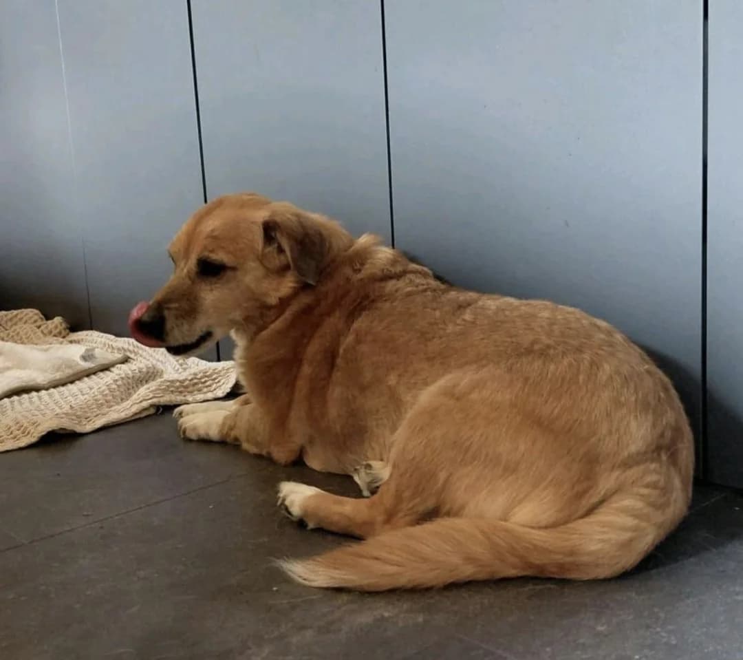 Eddy, male senior Mixed Breed for adoption at Freundeskreis Notfellchen e.V., Dorsten