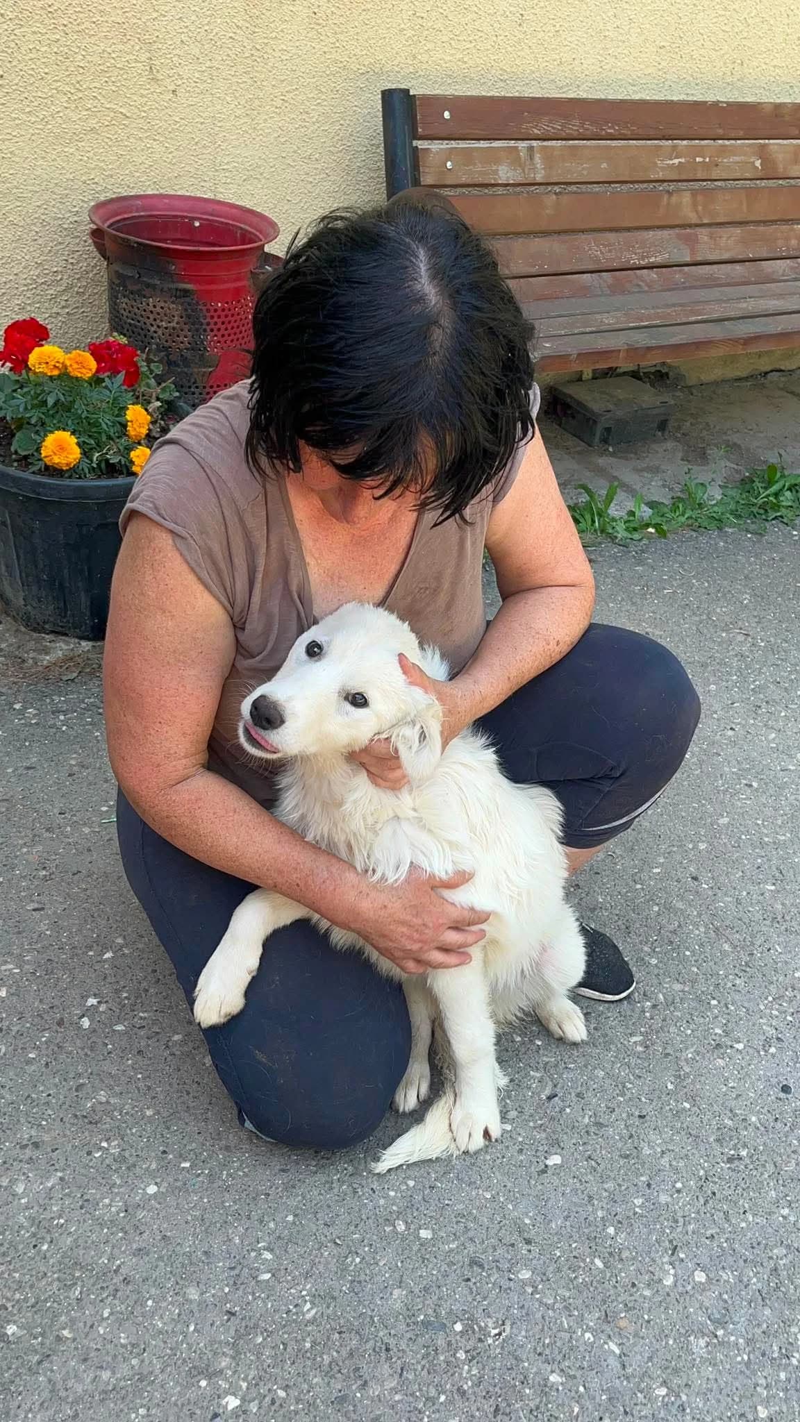 Ellie, female young Mixed Breed for adoption at Freundeskreis Notfellchen e.V., Dorsten