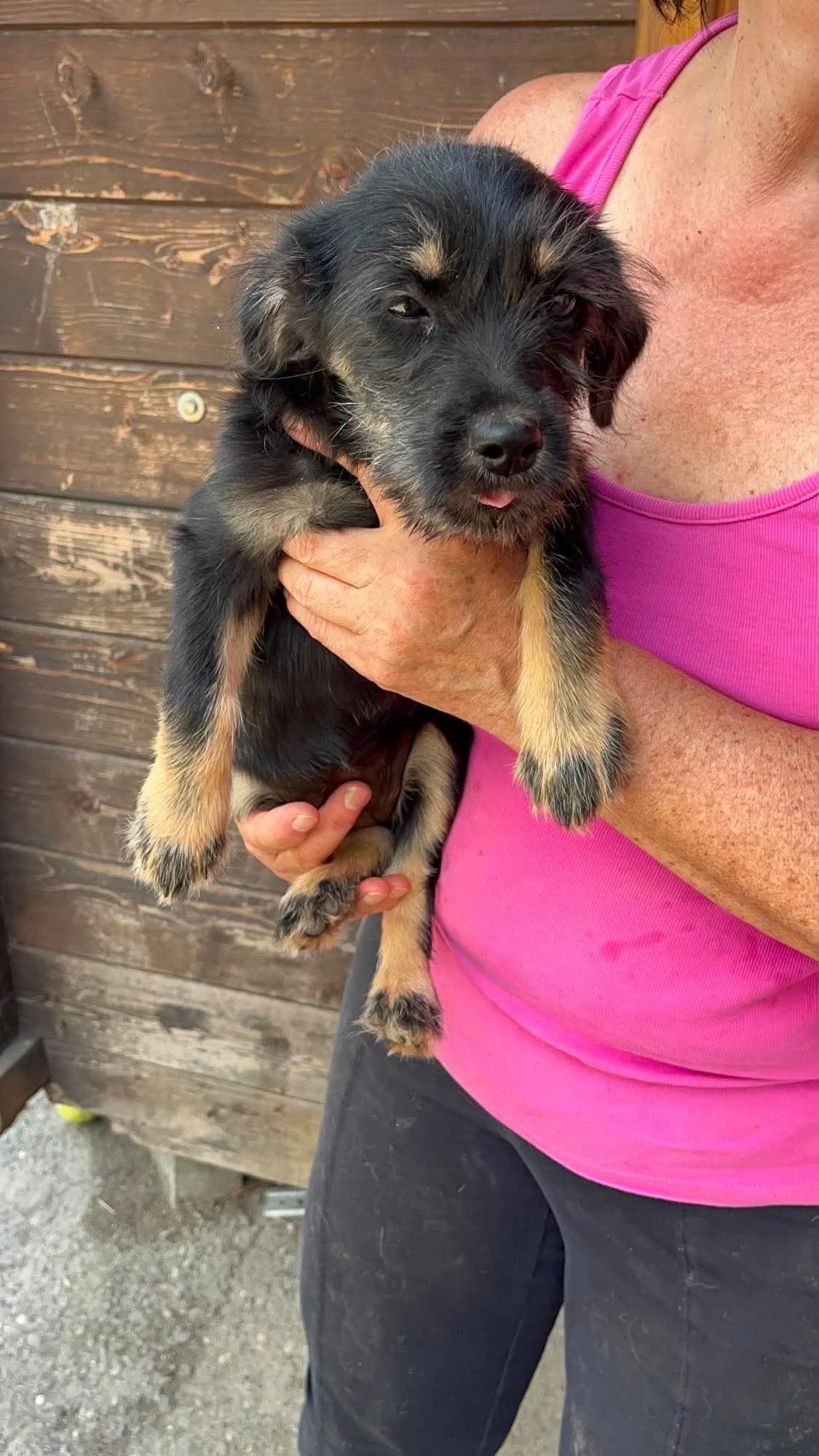 Elsa, female puppy Mixed Breed for adoption at Freundeskreis Notfellchen e.V., Dorsten