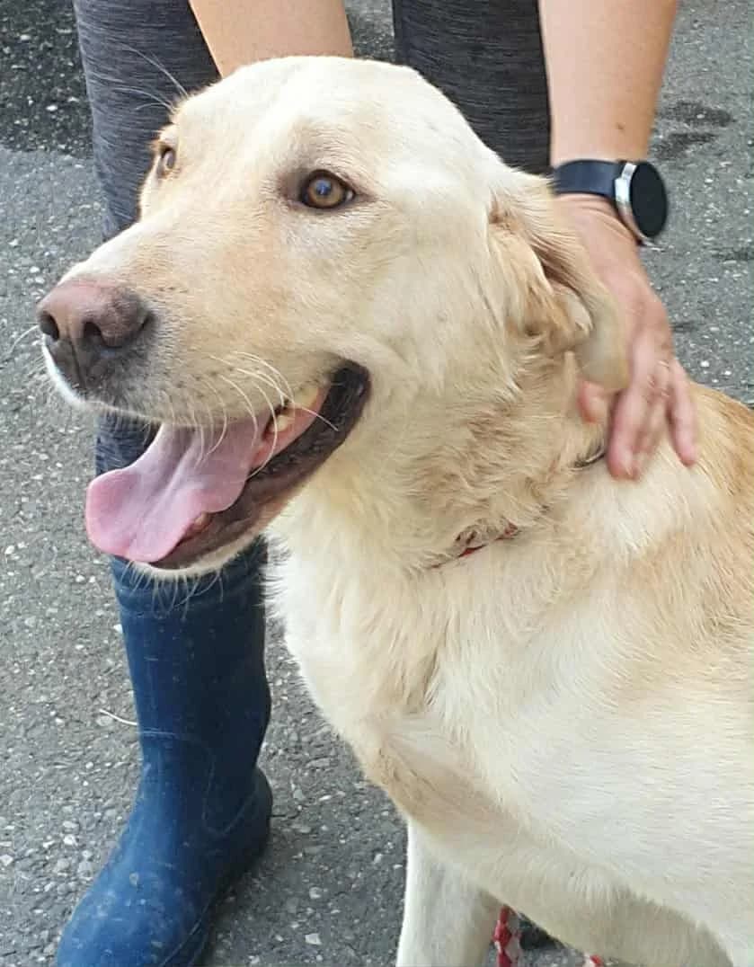 Emil, male 4yo Mixed Breed for adoption at Freundeskreis Notfellchen e.V., Dorsten
