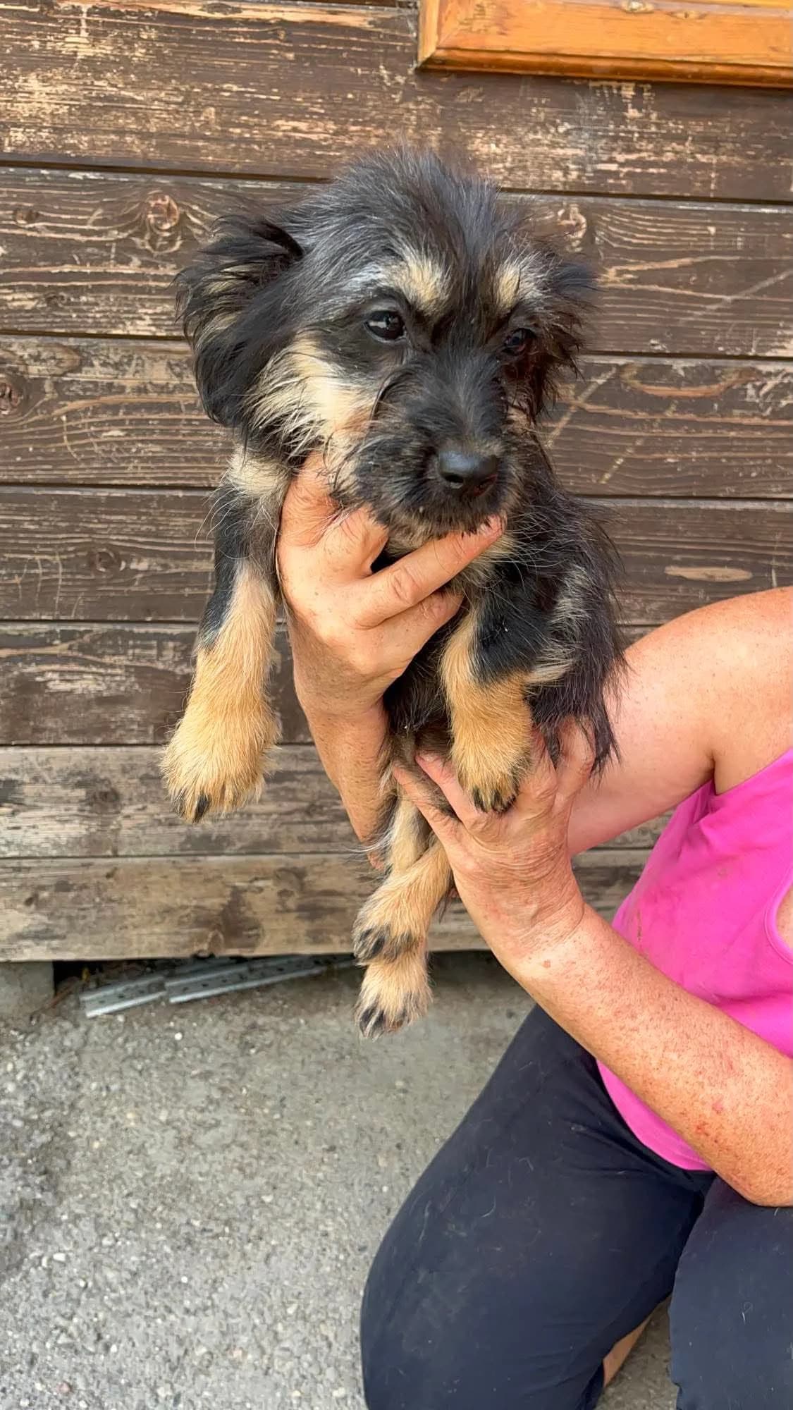 Enia, female puppy Mixed Breed for adoption at Freundeskreis Notfellchen e.V., Dorsten