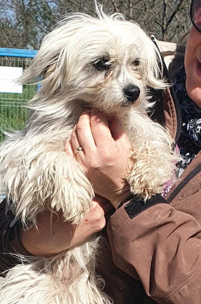 Enya, female young Mixed Breed for adoption at Freundeskreis Notfellchen e.V.