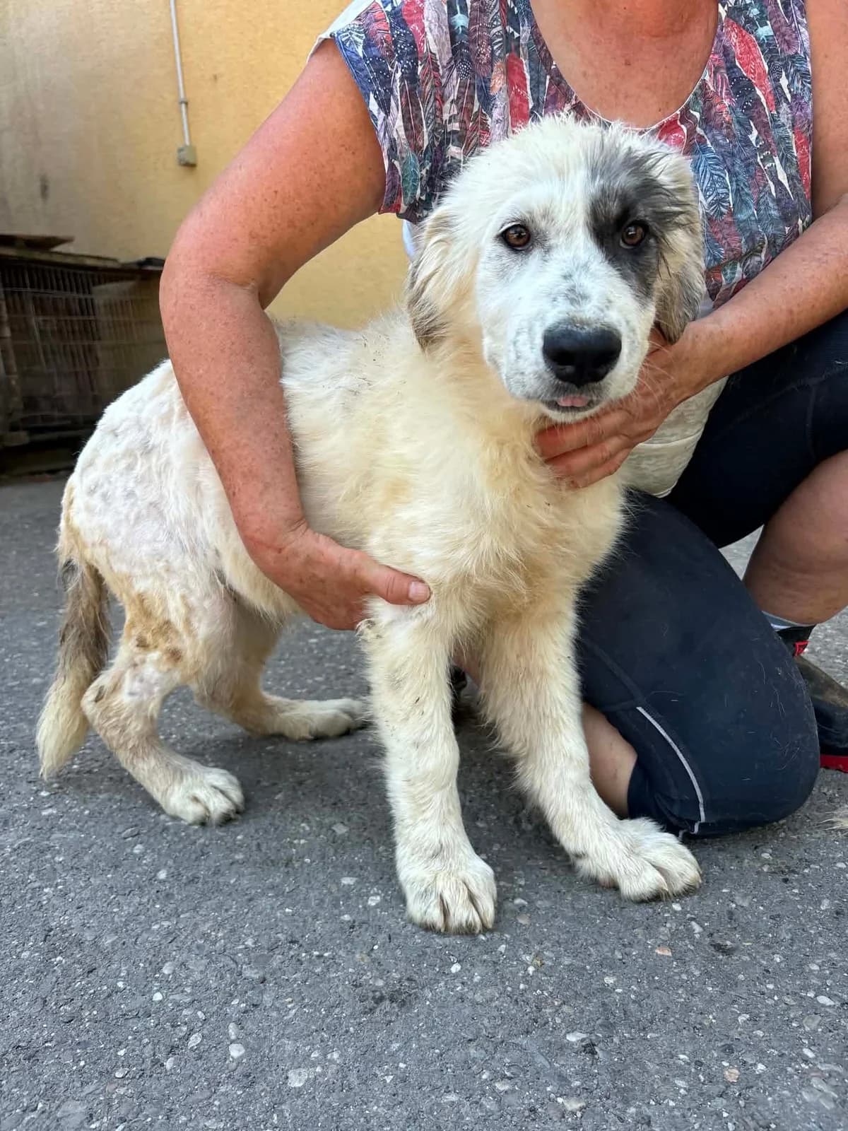 Feli, female puppy Mixed Breed for adoption at Freundeskreis Notfellchen e.V., Dorsten