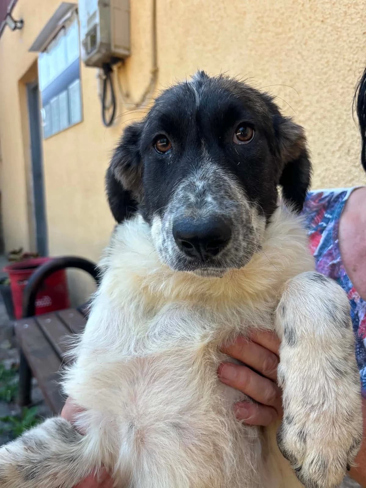 Fine, female puppy Mixed Breed for adoption at Freundeskreis Notfellchen e.V., Dorsten