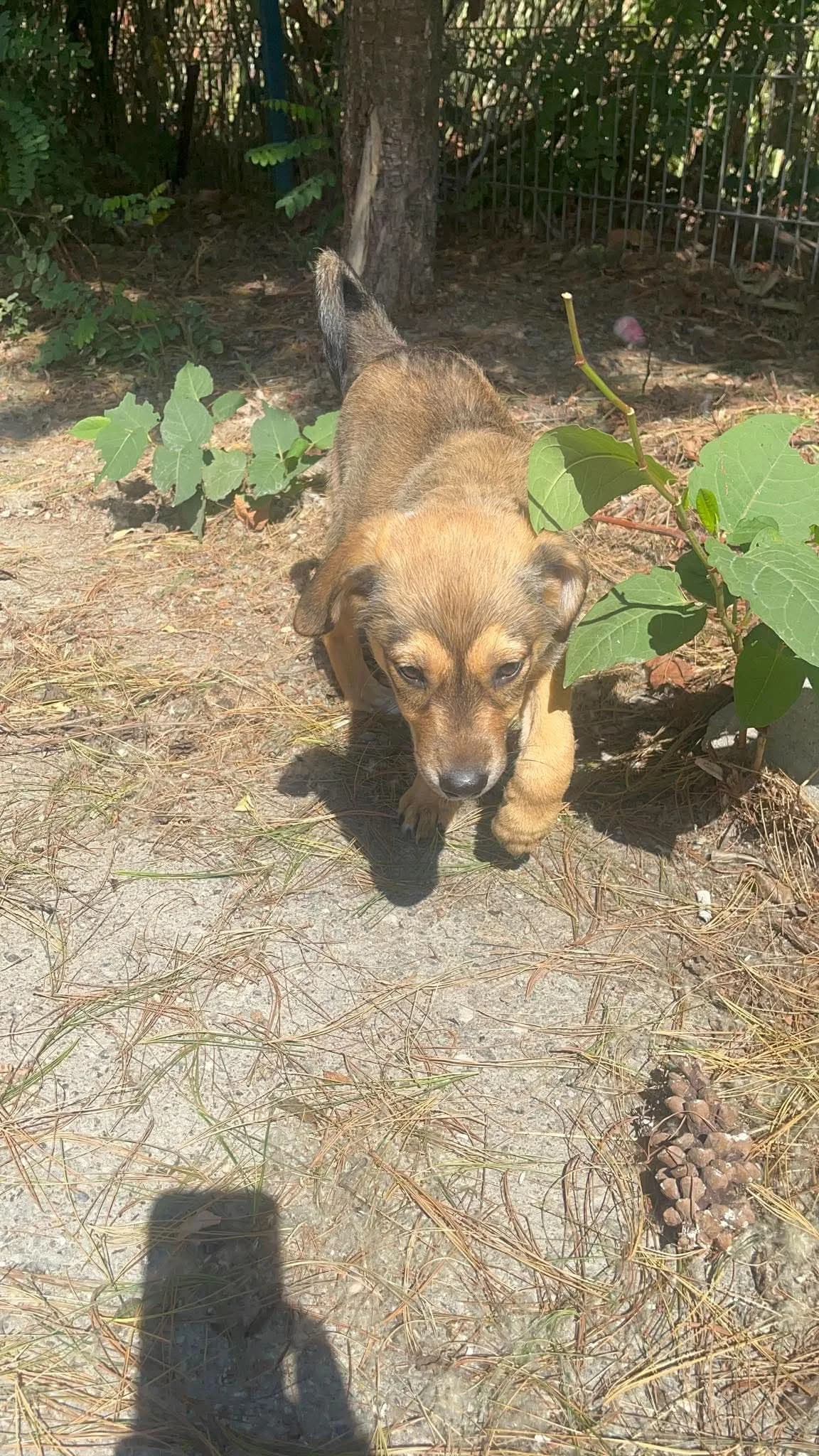 Fiona, female puppy Mixed Breed for adoption at Freundeskreis Notfellchen e.V., Dorsten