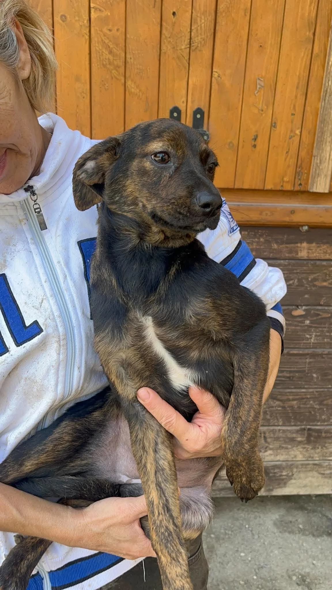 Florentina, female puppy Mixed Breed for adoption at Freundeskreis Notfellchen e.V., Dorsten
