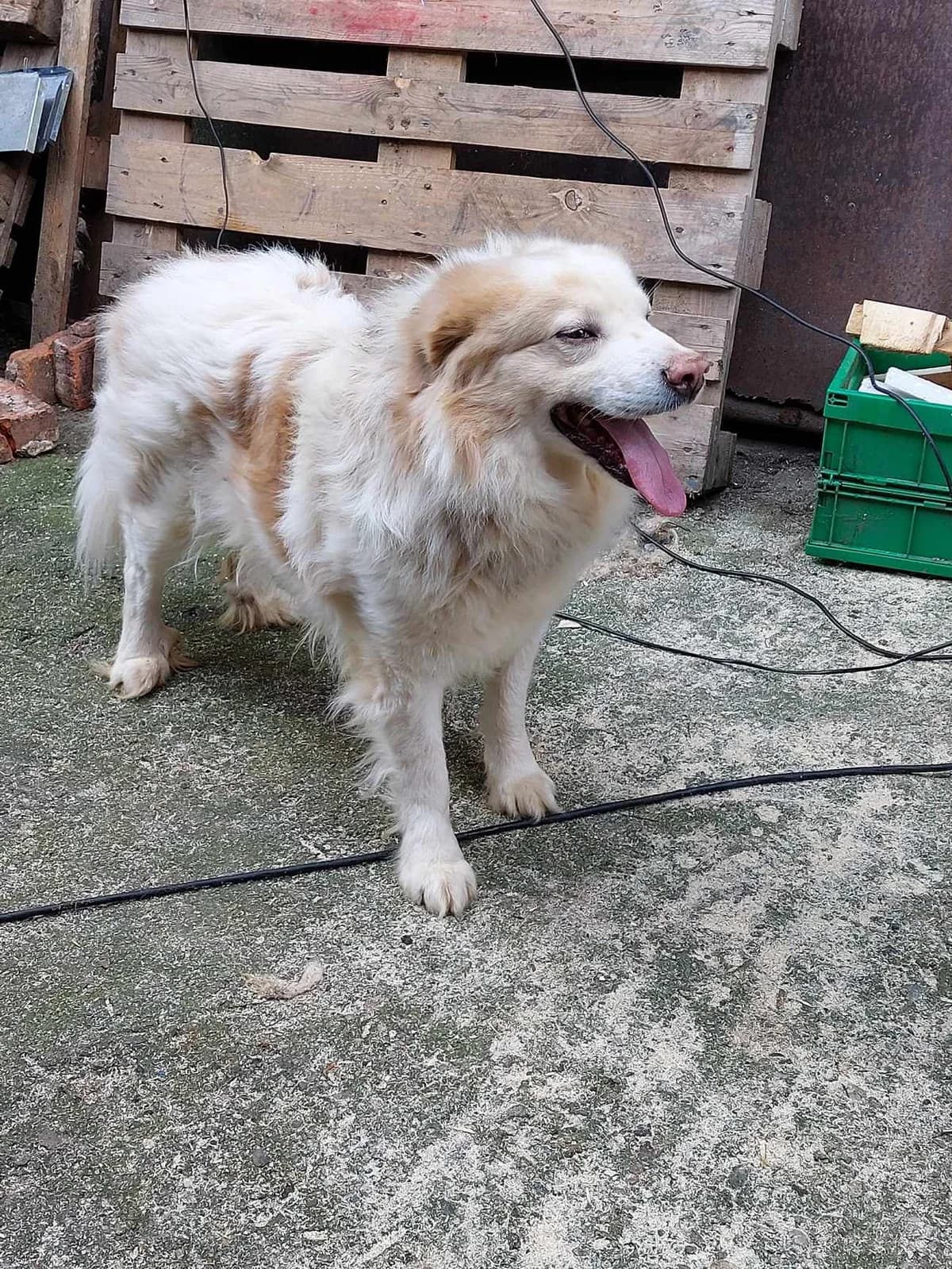 Fluffy, Mixed Breed for adoption at Freundeskreis Notfellchen e.V.