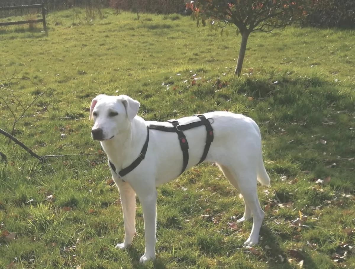 Freya, female young Mixed Breed for adoption at Freundeskreis Notfellchen e.V., Dorsten