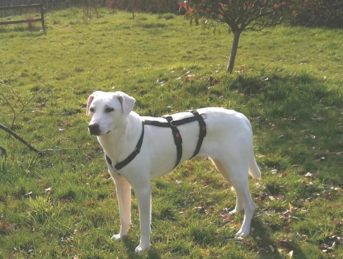 Freya, female young Mixed Breed for adoption at Freundeskreis Notfellchen e.V., Dorsten