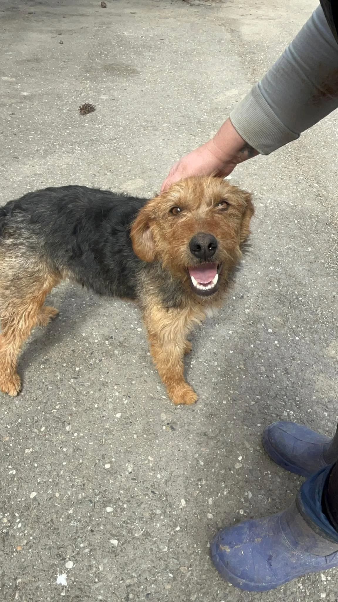 Frieda, female young Mixed Breed for adoption at Freundeskreis Notfellchen e.V., Dorsten