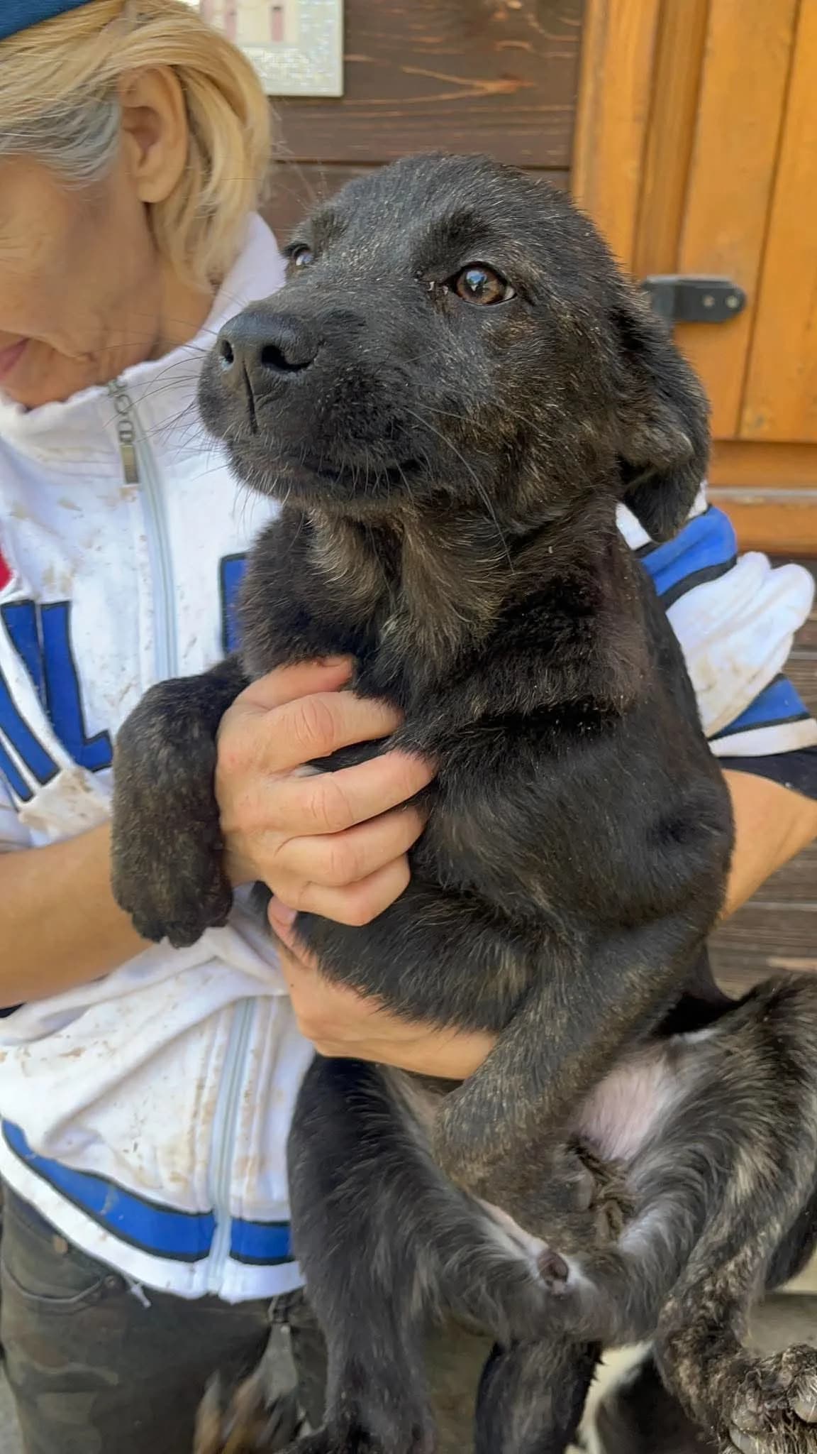 Gerti, female puppy Mixed Breed for adoption at Freundeskreis Notfellchen e.V., Dorsten
