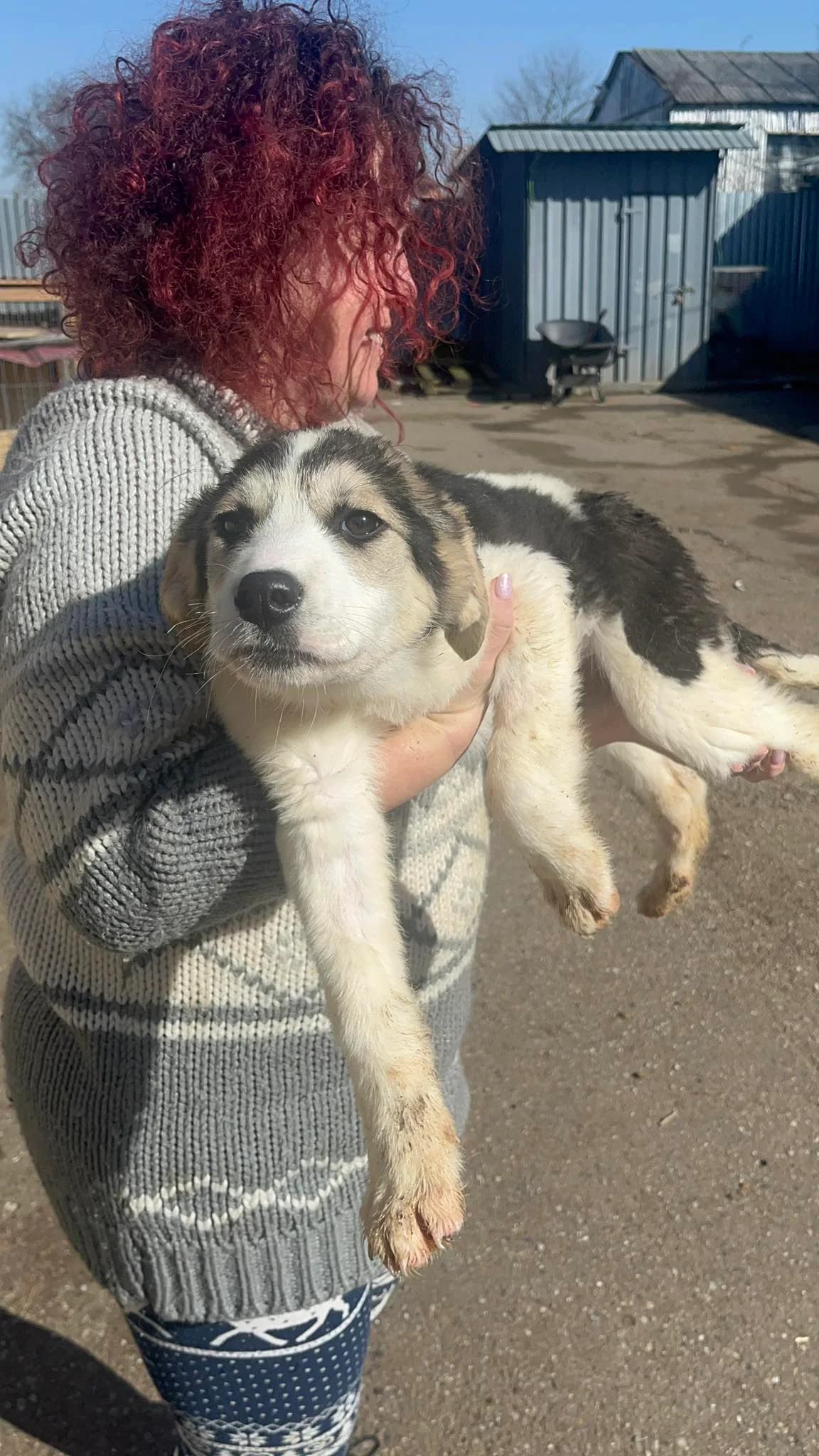 Gigi, female young Mixed Breed for adoption at Freundeskreis Notfellchen e.V., Dorsten