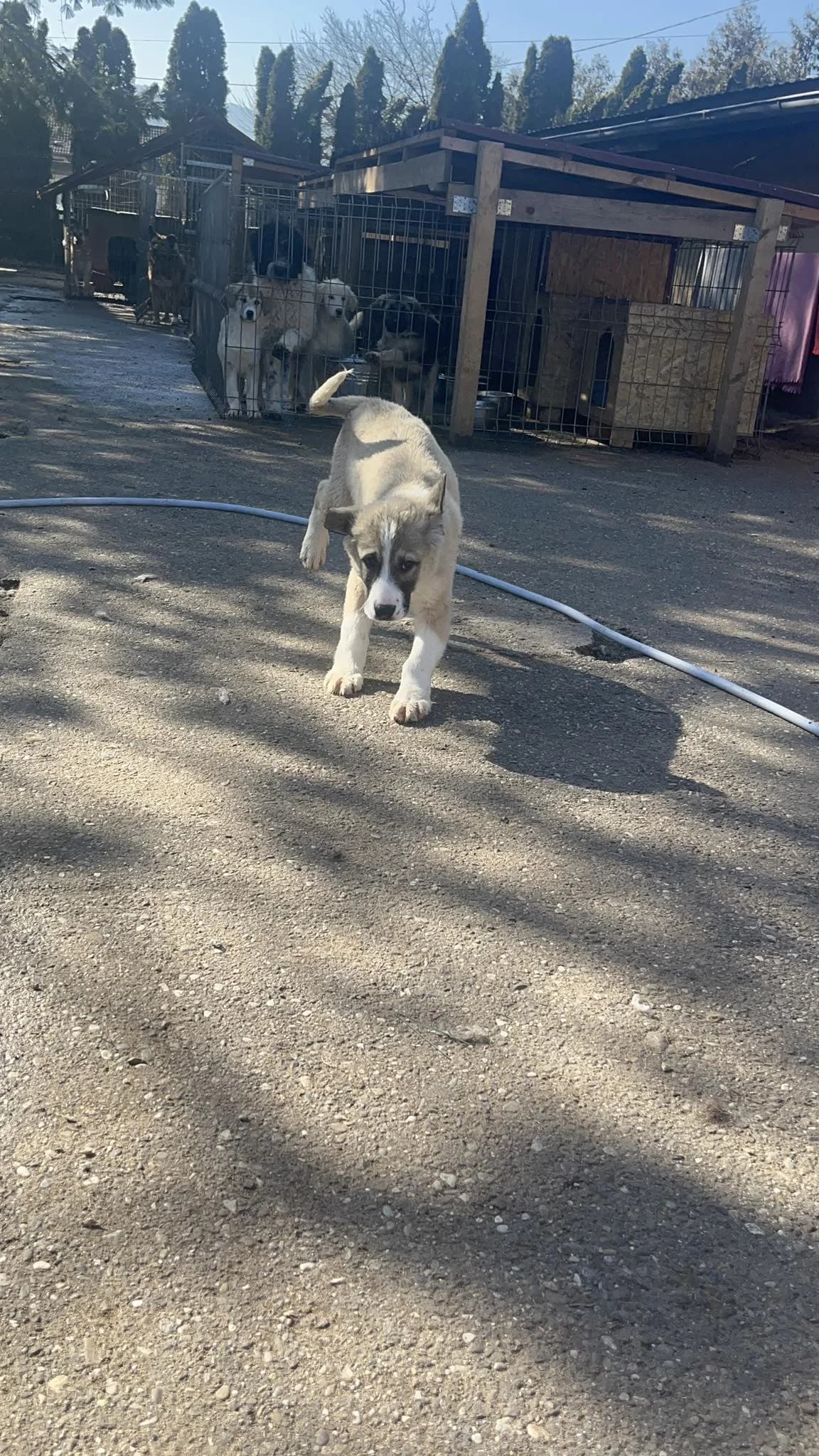 Giovanna, female young Mixed Breed for adoption at Freundeskreis Notfellchen e.V., Dorsten